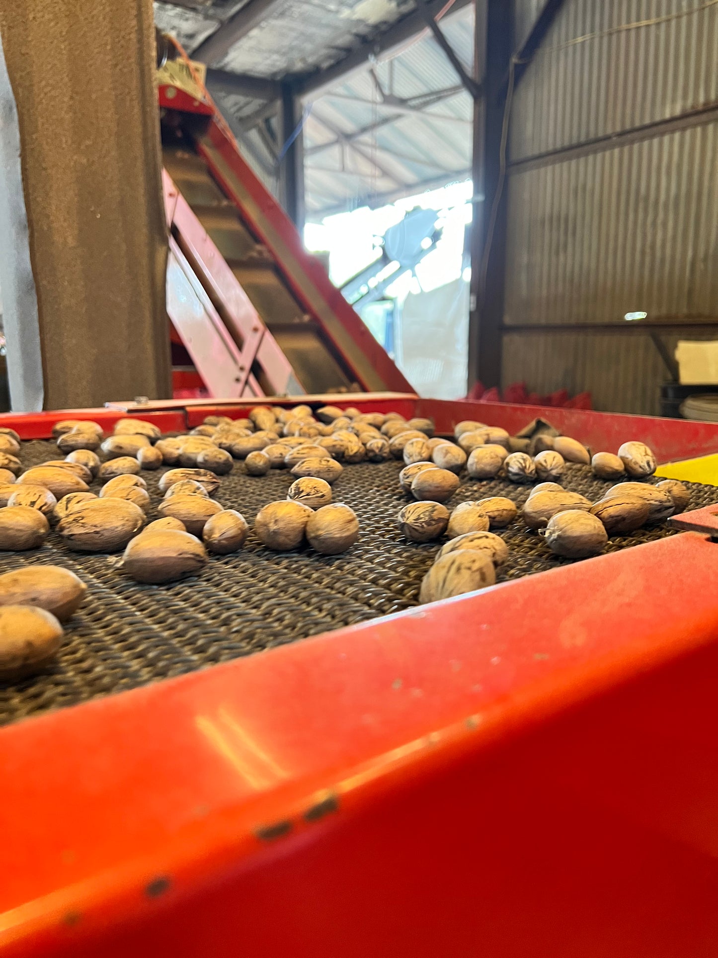 In-Shell Pecans - 5 lb