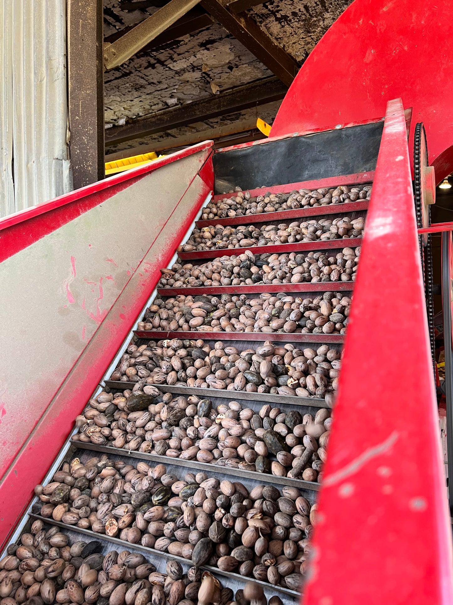 In-Shell Pecans - 5 lb